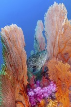Fan coral (Annella mollis) between Camouflage grouper (Epinephelus polyphekadion), Andaman Sea,