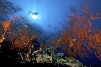 Backlit photograph of Black coral (Antipathes dichotoma), above diver swimming in front of sun in
