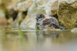 House sparrow (Passer domesticus), bathing in water with splashing water near stones, France