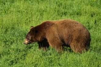 American Black Bear (Ursus americanus), slowly roaming the green meadow, in harmony with nature,