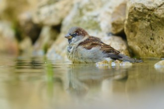 House Sparrow (Passer domesticus), sitting in the water, surrounded by natural stones, France