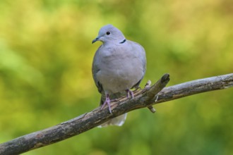 Eurasian collared dove (Streptopelia decaocto), resting on a branch against a blurred background,