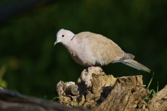 Eurasian collared dove (Streptopelia decaocto), on a piece of wood, with soft brown plumage, in a