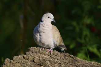 Eurasian collared dove (Streptopelia decaocto), on a natural background with soft brown plumage and
