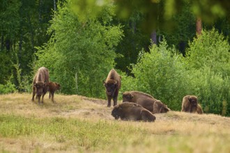 Bison (Bison bonasus), herd of bison with young animals in a meadow in front of a dense forest,