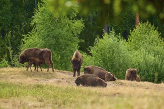 Bison (Bison bonasus), herd of bison with young animals in a wooded environment, some lying down,