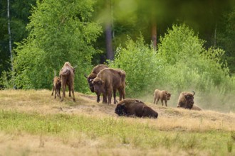 Bison (Bison bonasus), herd of bison with young animals gathered in a field with green background,