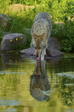 A coyote drinks from a pond, its tongue touches the water, the reflection is visible, coyote (Canis
