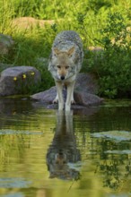 A coyote looks up while standing by the pond, its reflection is visible in the water, coyote (Canis