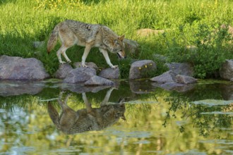 Coyote balancing on rocks at the edge of a pond whose water shows a clear reflection, coyote (Canis