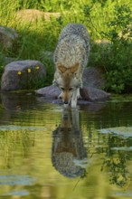 A coyote leans over a pond to drink water, the reflection is clearly visible, coyote (Canis