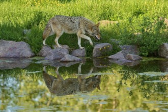 Coyote walking carefully over rocks by pond with clear reflection of surroundings, coyote (Canis