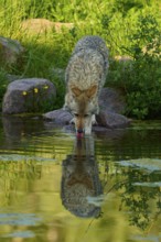 A coyote drinks from a pond, its reflection can be seen on the water surface, coyote (Canis