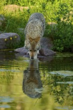 A coyote drinks water from a pond, its reflection is visible in the water, coyote (Canis latrans),