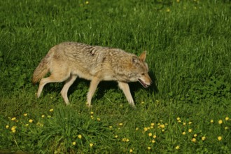 Coyote walks relaxed over a green meadow, yellow flowers blooming in spring, coyote (Canis