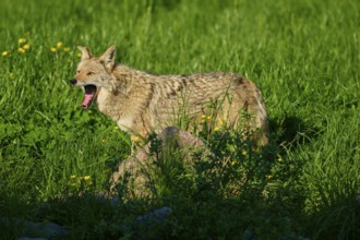 Coyote standing in the grass and yawning, surrounded by blooming spring landscape, Coyote (Canis