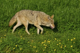 Coyote walks carefully across a green meadow with blooming yellow flowers, coyote (Canis latrans),