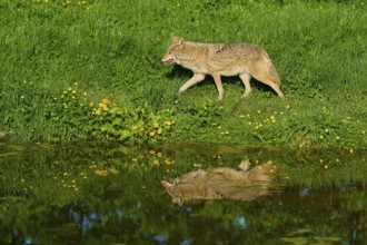 Coyote walking along a pond in a green spring meadow, reflection visible in the water, coyote