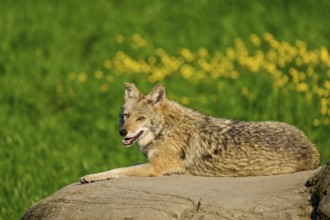 A coyote smiles while resting on a rock in a green landscape with yellow flowers, Coyote (Canis
