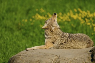 A coyote looking up, sitting on a rock, surrounded by greenery and flowers, Coyote (Canis latrans),