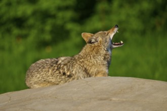 A coyote on a rock with a green background, Coyote (Canis latrans), Spring, France