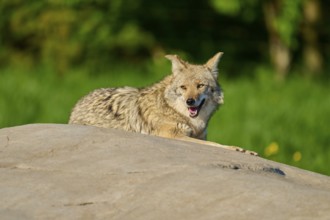 A sitting coyote on a stone, with cheerful open mouth in green surroundings, Coyote (Canis