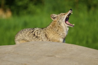 A coyote yawns widely on a stone, surrounded by green grass and trees, Coyote (Canis latrans),