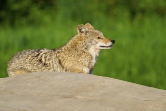 Coyote looking with closed eyes into a green environment from a stone, Coyote (Canis latrans),