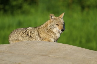 A sitting coyote on a stone, looking attentively to the side, surrounded by green landscape, Coyote