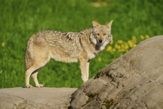 A standing coyote on a stone, with a green meadow and yellow flowers in the background, Coyote