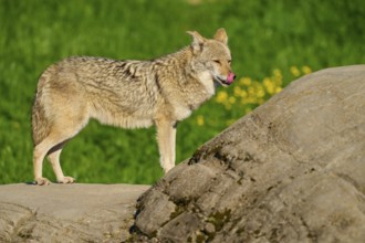 A coyote licking its lips, standing on a stone in front of a green meadow with flowers, Coyote