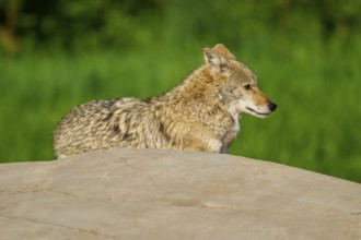A resting coyote on a stone in green surroundings, looking watchfully into the distance, Coyote