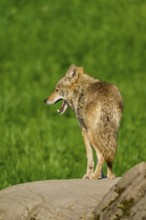 A yawning coyote stands on a stone surrounded by green grass in a natural setting, Coyote (Canis