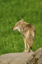 A coyote stands on a stone in a green setting, gazing intently into the distance, Coyote (Canis