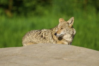 A resting coyote lies on a rock surrounded by dense green grass, Coyote (Canis latrans), Spring,