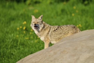 A coyote looking around yawning next to a rock with green vegetation in the background, Coyote