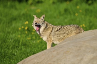 A coyote opens its mouth wide to yawn, standing next to a rock in a green environment, coyote
