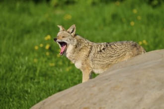 A coyote yawns loudly while standing next to a rock in a green meadow, Coyote (Canis latrans),