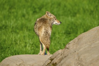 A coyote stands on a rock with its back to the camera, surrounded by green landscape, Coyote (Canis