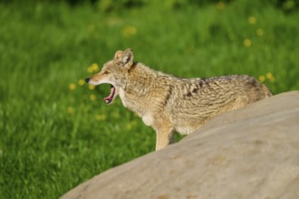 A yawning coyote stands behind a rock surrounded by green grass, Coyote (Canis latrans), Spring,