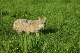 A coyote carefully walks over lush green grass with a few scattered yellow flowers, Coyote (Canis