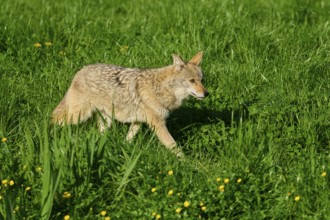 A coyote creeps through a green meadow full of grass and small yellow flowers, coyote (Canis