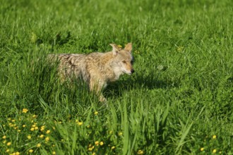 A coyote moves through dense green grass with yellow flowers in a natural environment, coyote