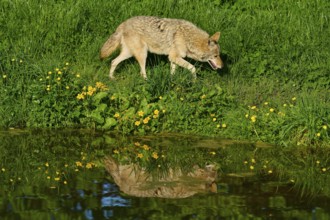 Coyote moving along a pond with clear reflection and blooming spring meadow, Coyote (Canis