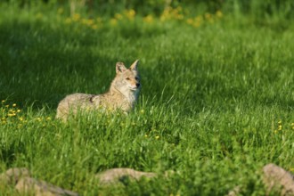 A coyote stands in a green meadow, surrounded by yellow flowers, in the open air, Coyote (Canis