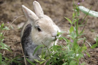 Domestic rabbit (Oryctolagus cuniculus forma domestica), tame, eat, plant, hunger, portrait,