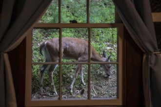 Marlinton, West Virginia - A white-tailed deer (Odocoileus virginianus) outside a cabin in Watoga