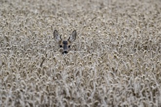 Roe deer (Capreolus capreolus) in a wheat field, Emsland, Lower Saxony, Germany