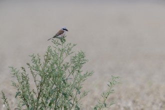 Red-backed shrike (Lamius collurio), Emsland, Lower Saxony, Germany