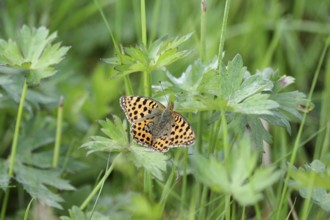 Small Pearl-bordered Fritillary (Issoria lathonia), spread wings, orange, meadow, close-up, North
